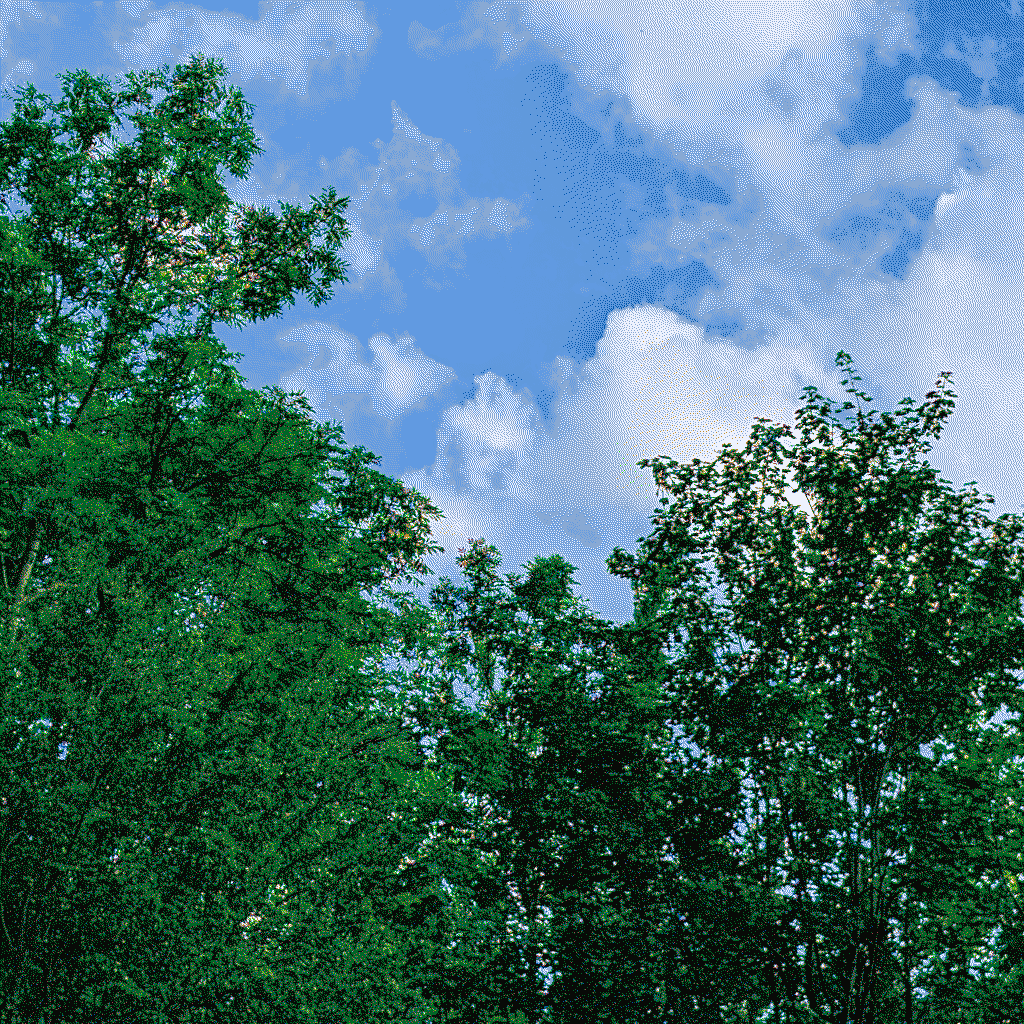 An image of trees against the sky.